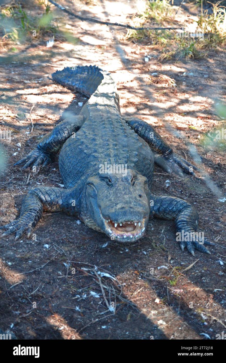 Alligator showing teeth Stock Photo