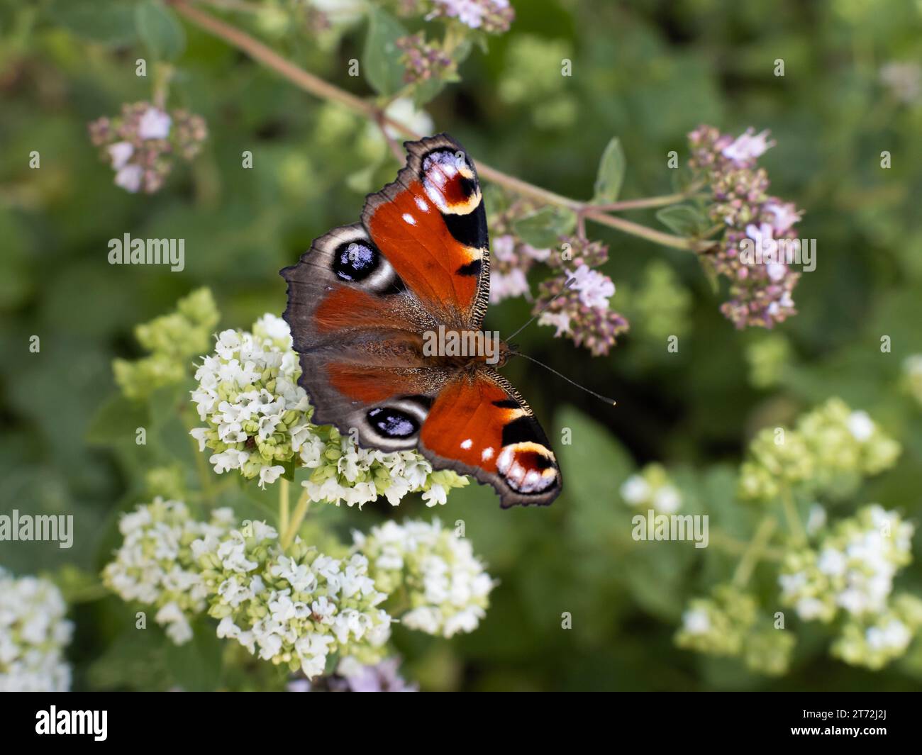 Pfauenauge (Aglais io) peacock butterfly sitting on a blossom ...