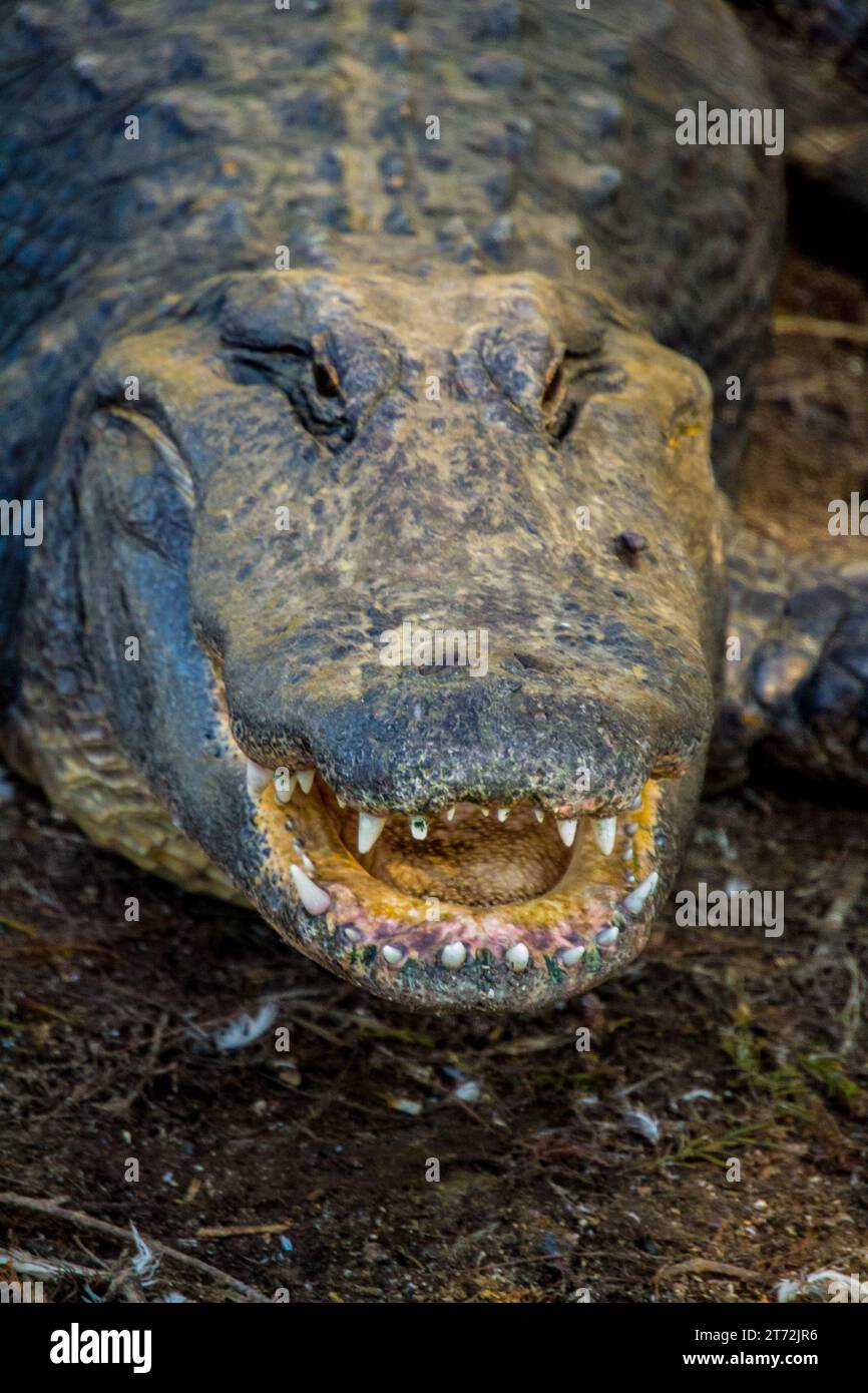 Alligator head close up teeth showing Stock Photo