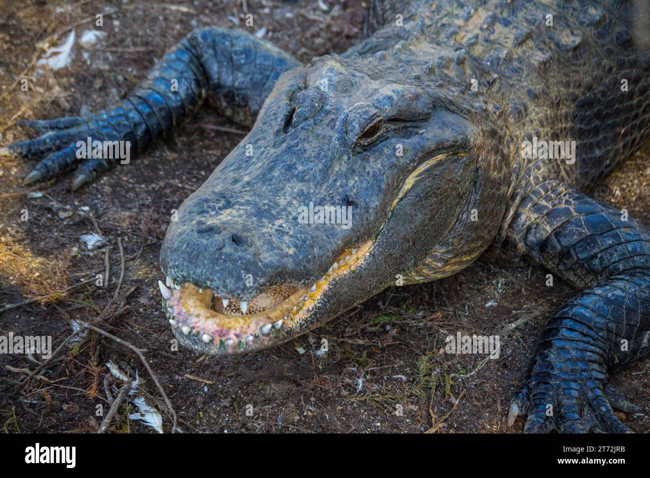 Alligator head close up Stock Photo