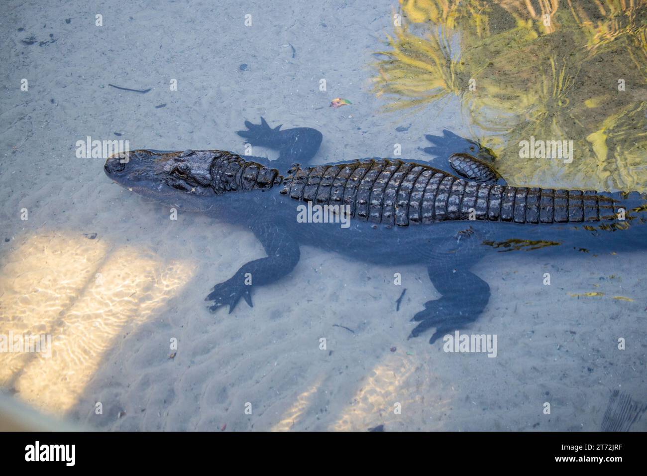 Alligator in water with sandy bottom Stock Photo