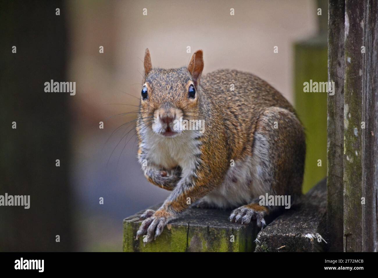 Fox Squirrel- 01 Stock Photo