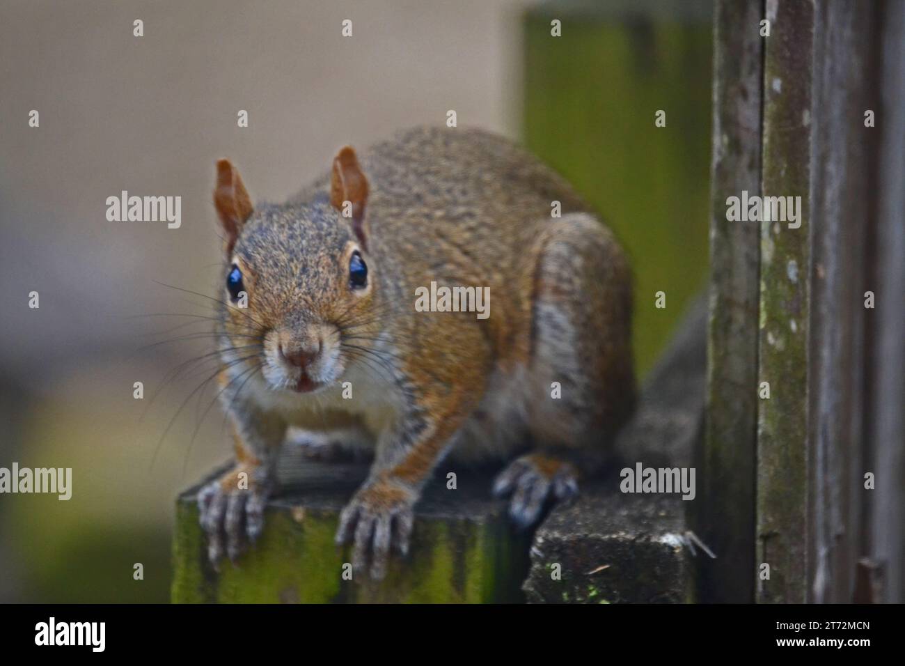 Fox Squirrel- 02 Stock Photo