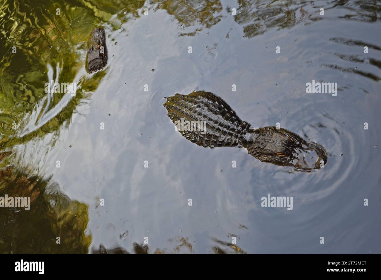 Two American alligators resting in the swamp. Stock Photo