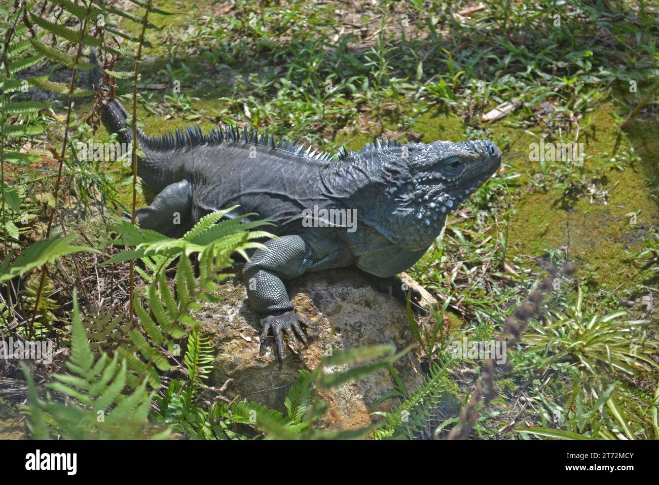 Iguana on rock-profile Stock Photo