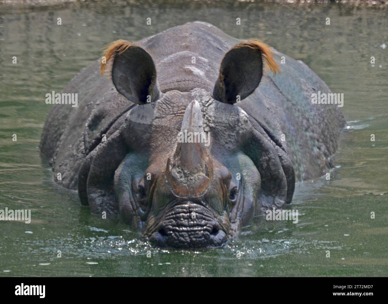 Rhinoceros, Greater One Horned Rhino in the pond blowing bubbles Stock Photo