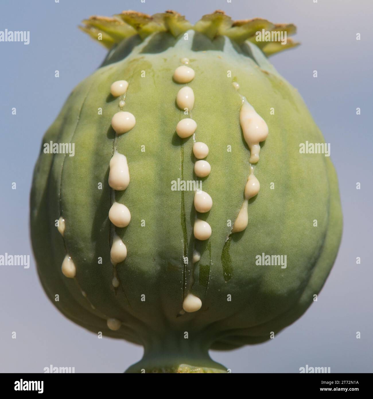 Detail of opium poppy head, in latin papaver somniferum, immature poppy