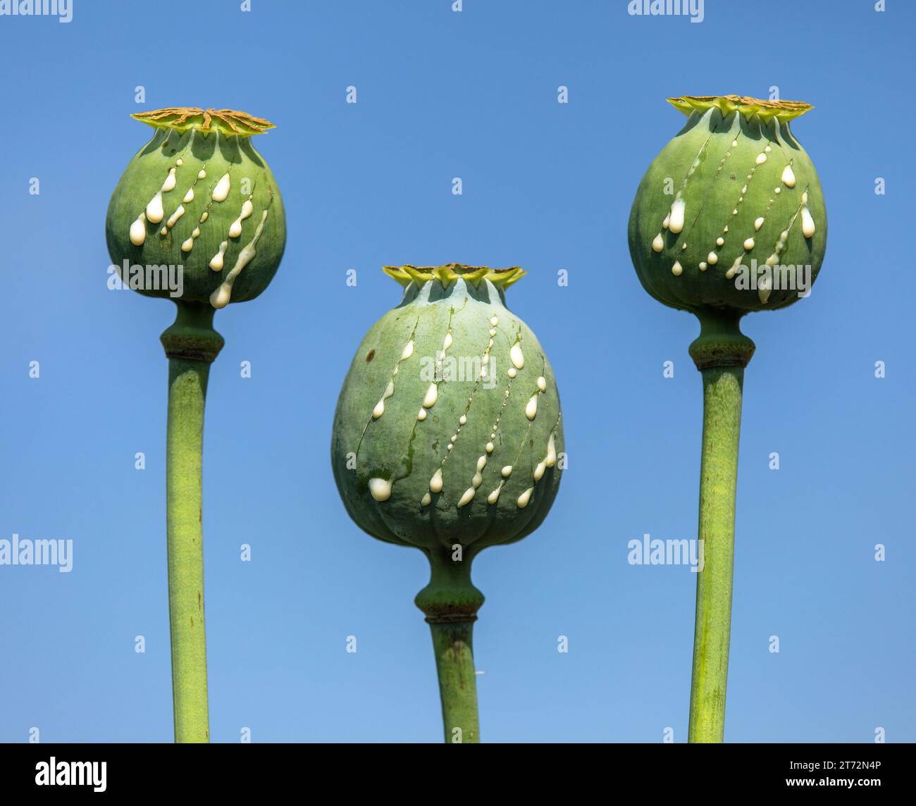 Detail of opium poppy heads, in latin papaver somniferum, immature
