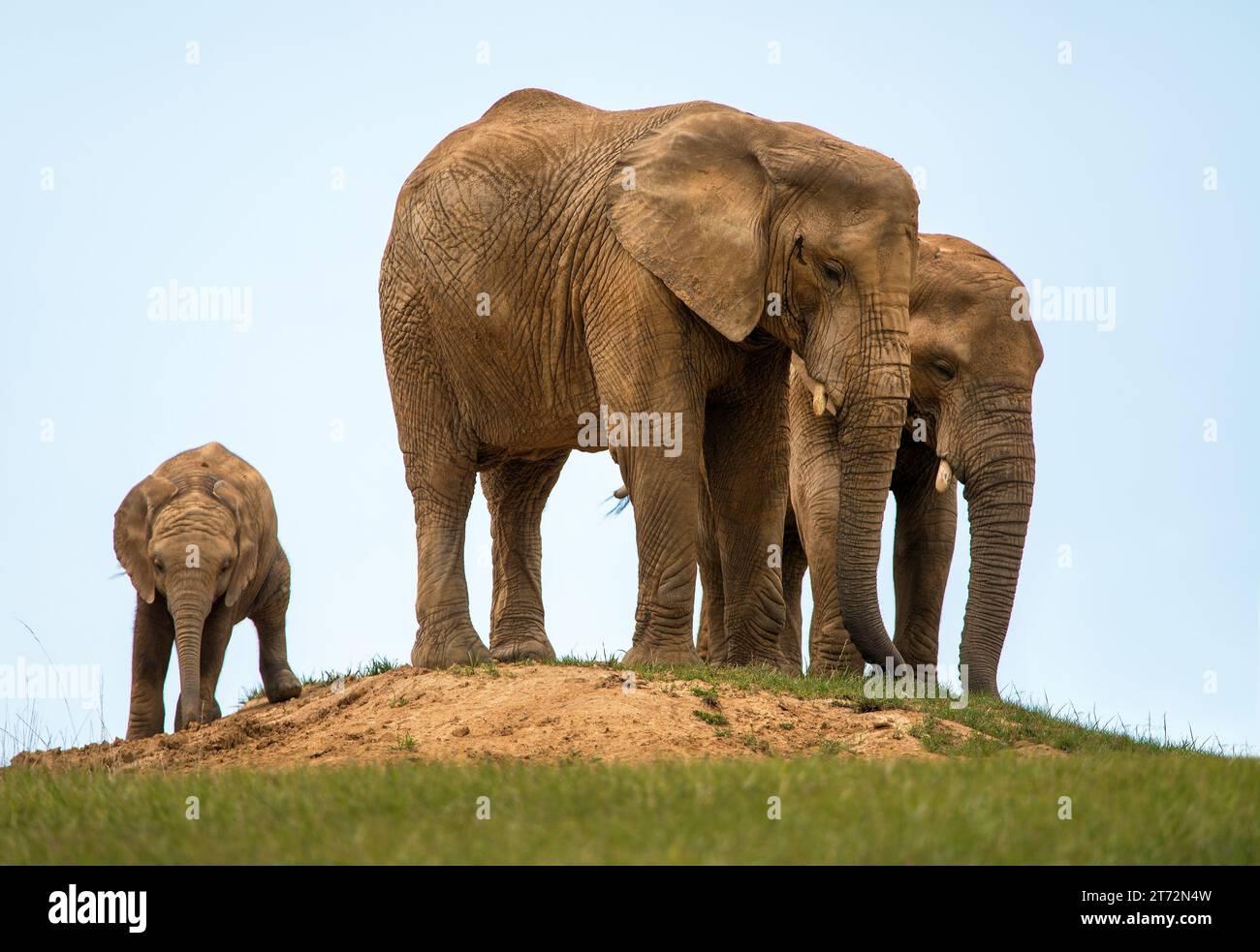Elephants herd on small hill, elephant family, two female elephants and ...
