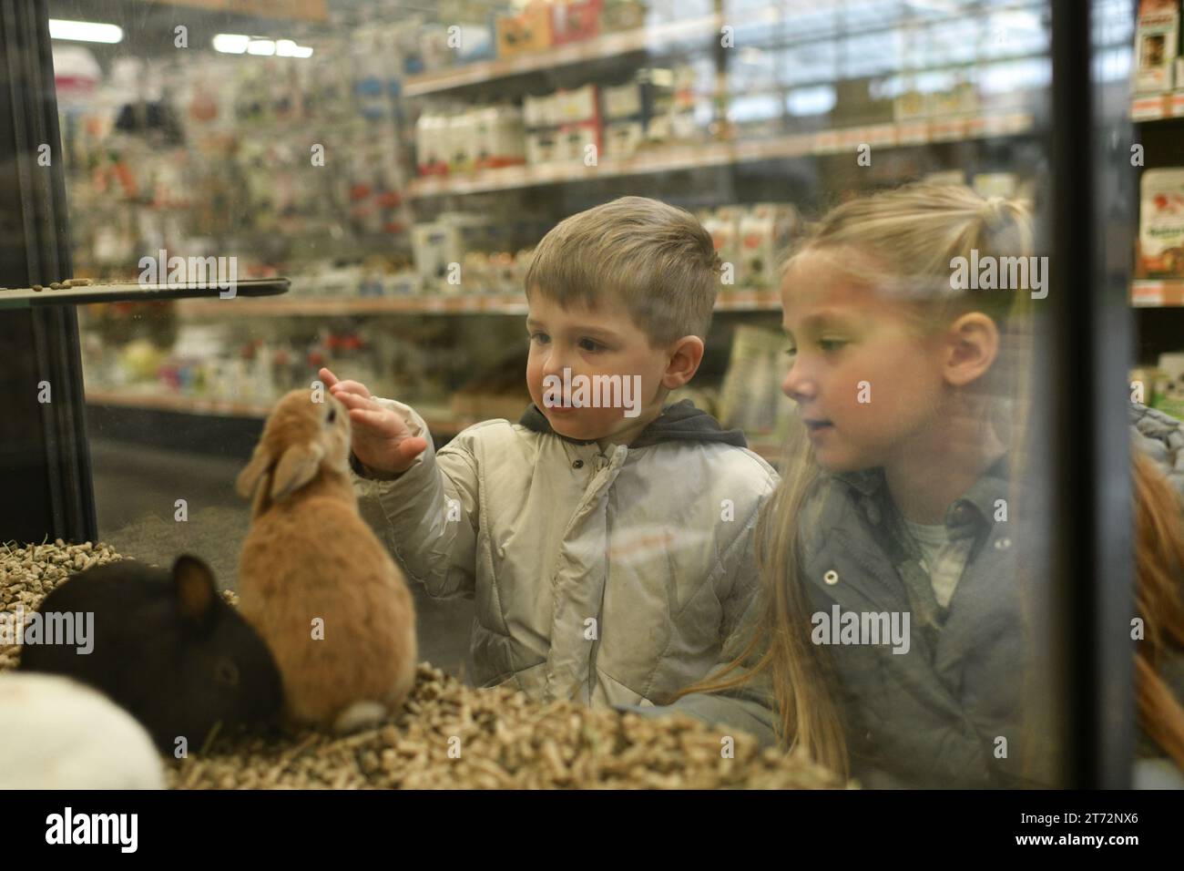 Rabbits for sale behind the glass showcase in a pet store and the kids Stock Photo Alamy