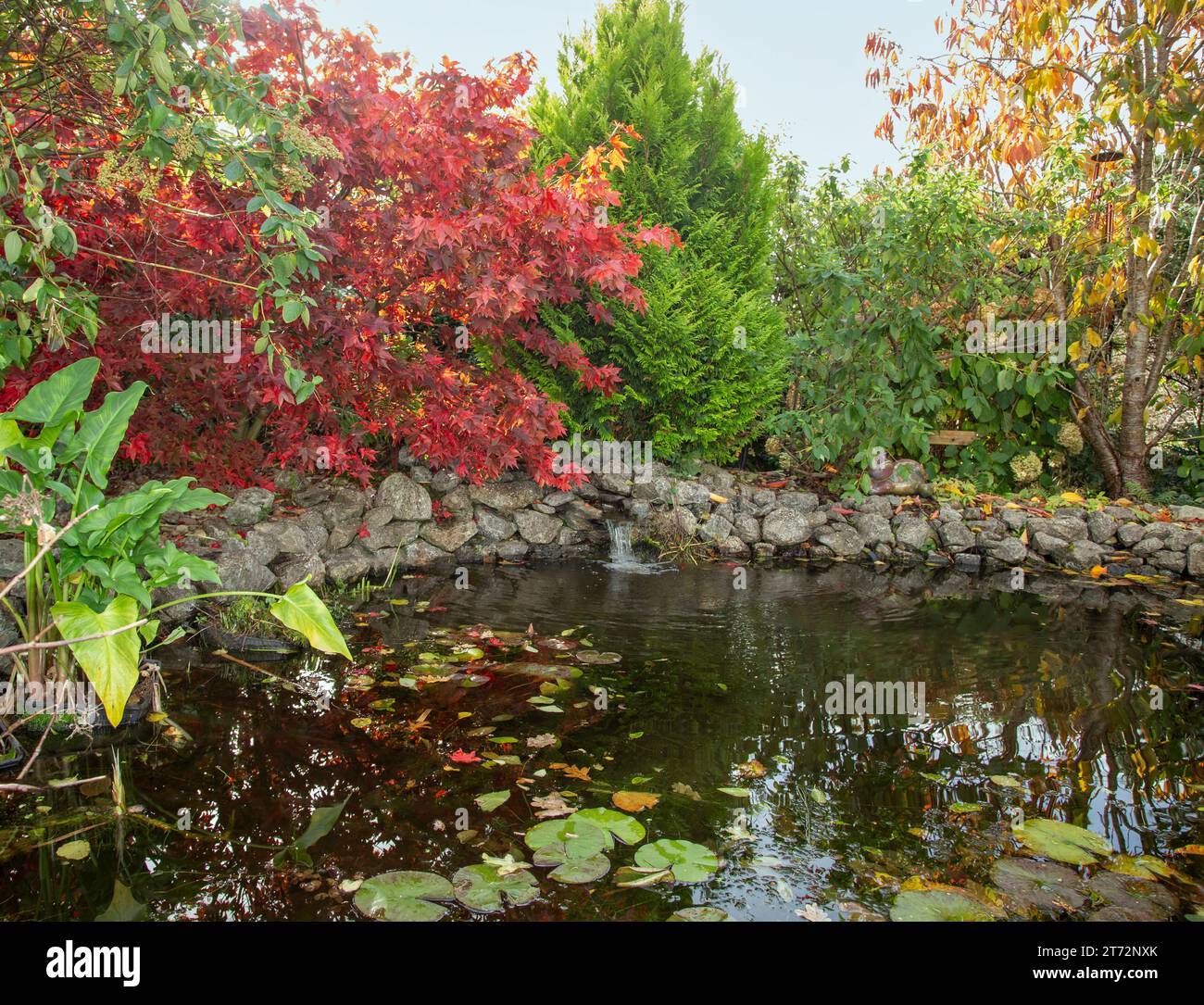 Autumn scene at a garden pond with Acer palmatum Osakazuki in full colour and an evergreen Thuja above a small waterfall. Stock Photo