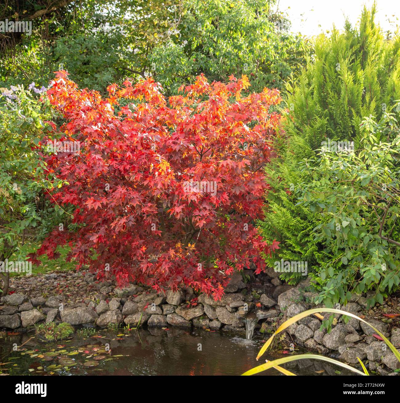 Autumn colour at a garden pond with Acer palmatum Osakazuki with (L) late flowers of ceanothus Gloire de Versailles and R) an evergreen Thuja Stock Photo