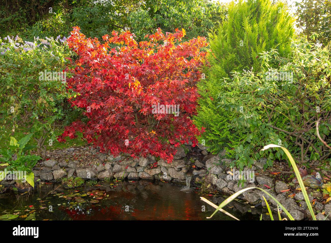 Autumn colour at a garden pond with Acer palmatum Osakazuki with (L) late flowers of ceanothus Gloire de Versailles and R) an evergreen Thuja Stock Photo