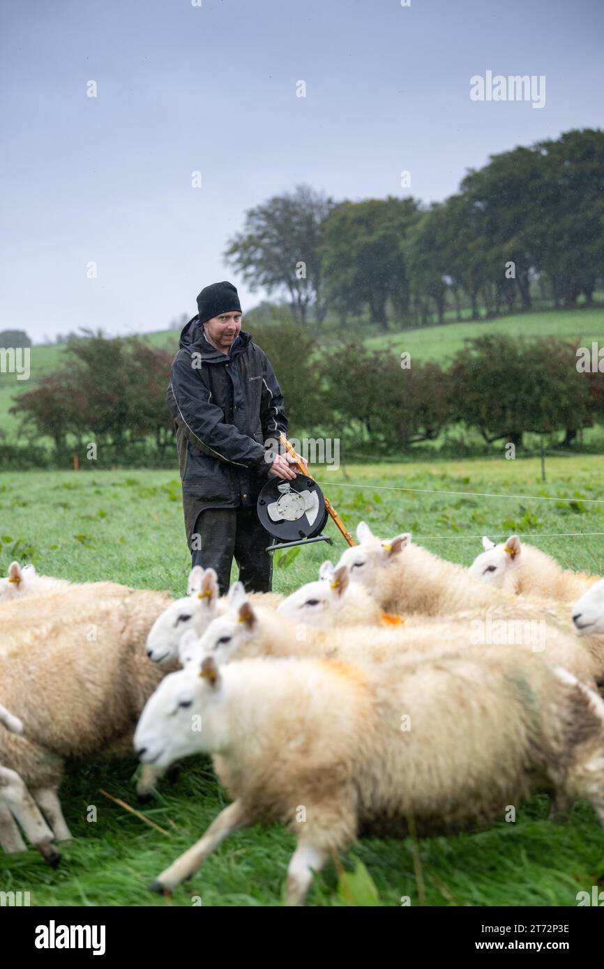 Shepherd mob grazing rough pastures with sheep moving the electric fences around the paddock on a wet autumn day. Cumbria, UK. Stock Photo