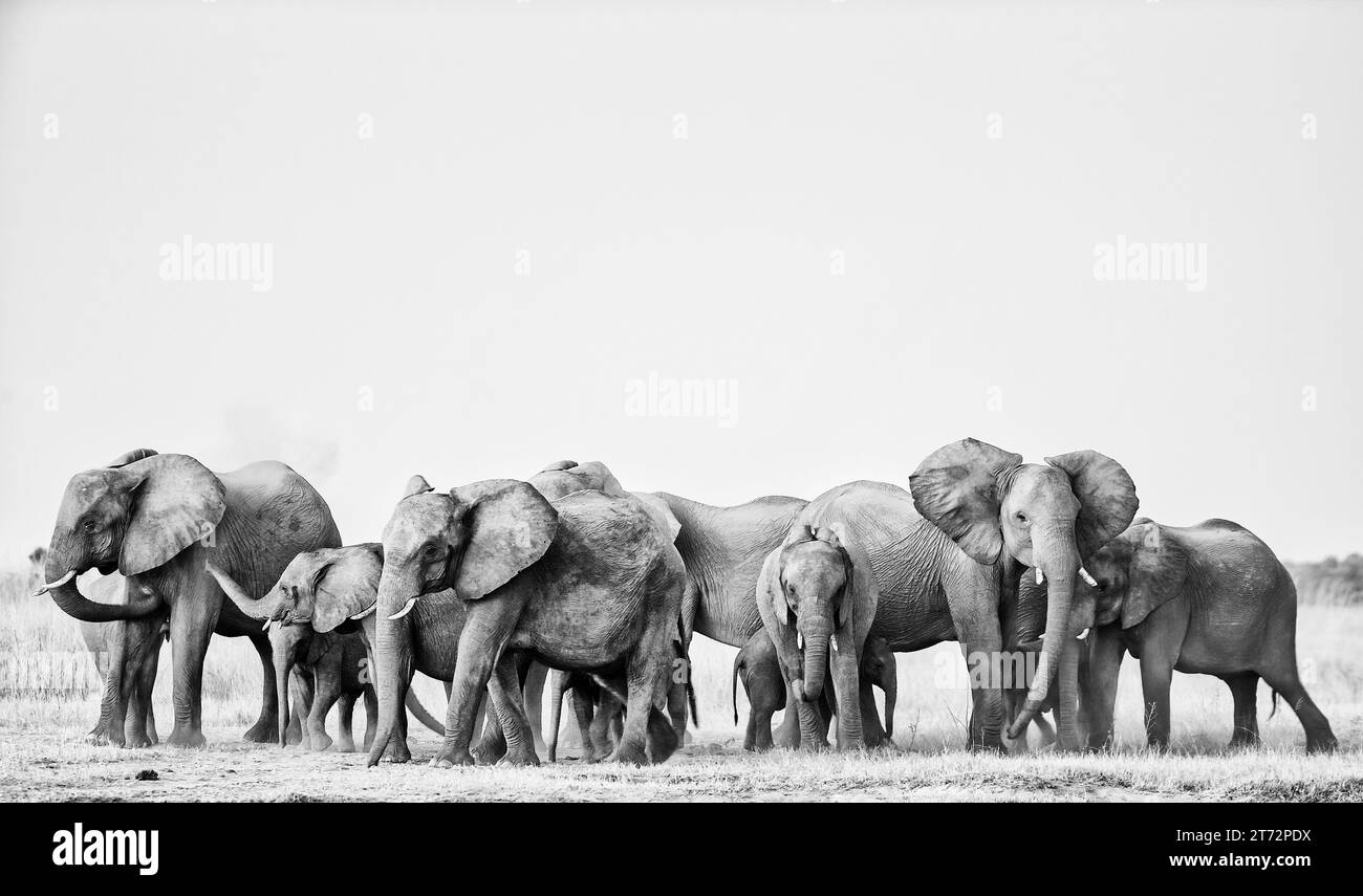 Elephant family standing close together to protect the babies in the herd Stock Photo