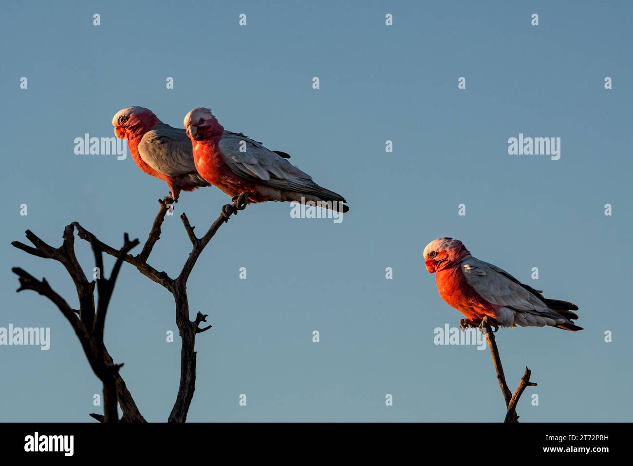 Galahs sitting on a dead tree in Central Australia. Stock Photo