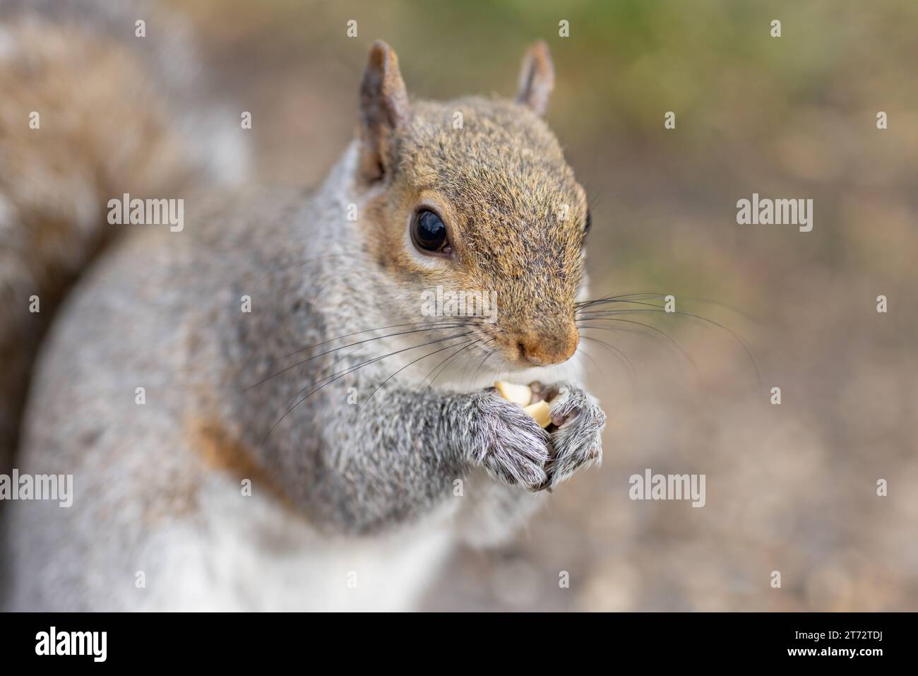 Close up of a squirrel with a diffused background. Stock Photo
