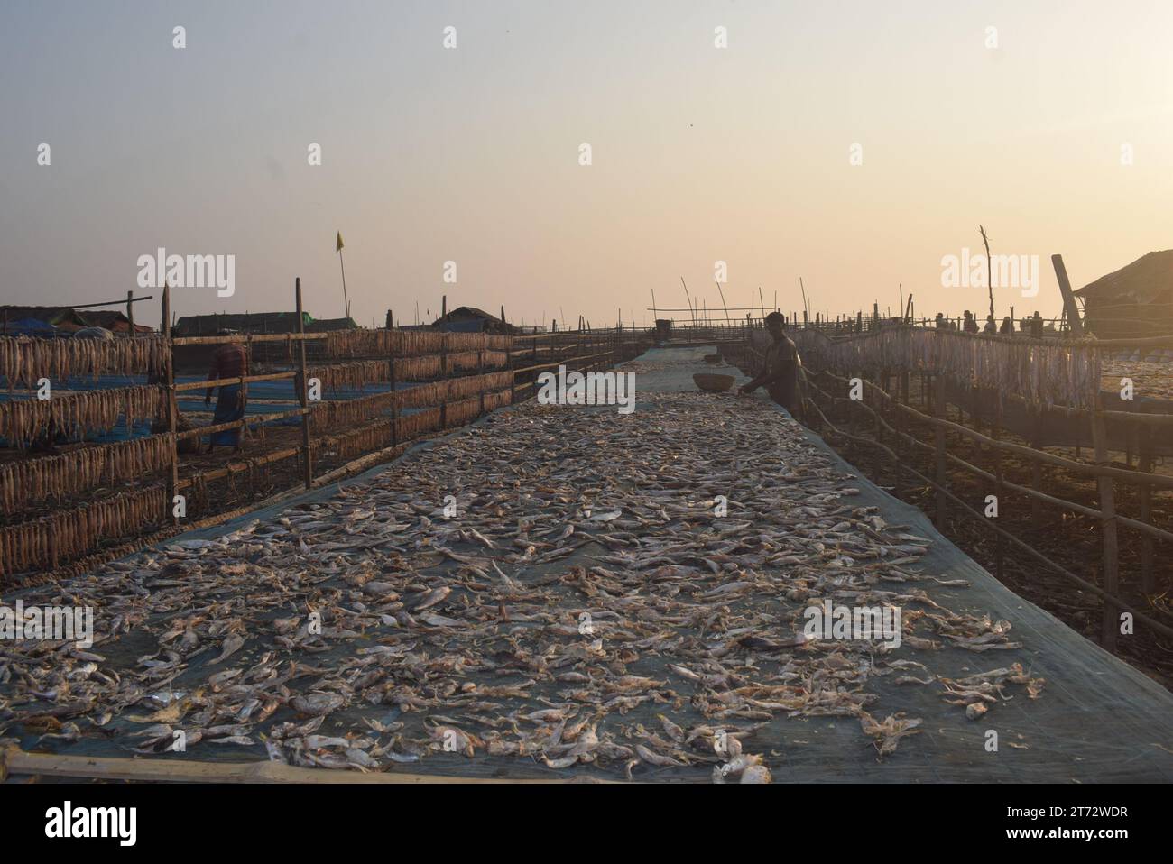 Dry Fish Processing , Dublar Char. Khulna, Bangladesh Stock Photo Alamy
