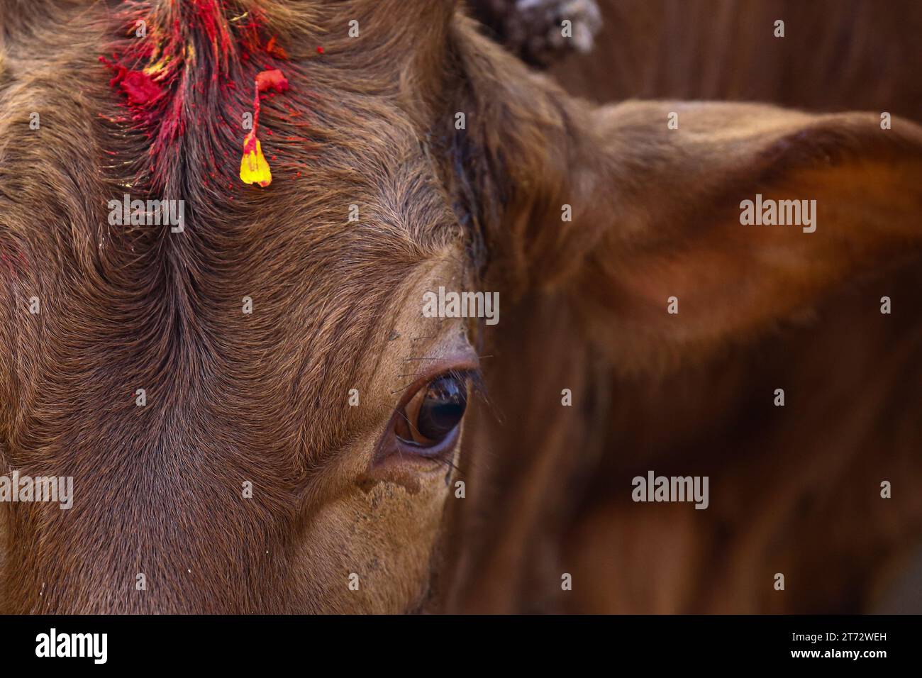 On November 13, 2023, in Kathmandu, nepal. A cow is pictured in a shed ...