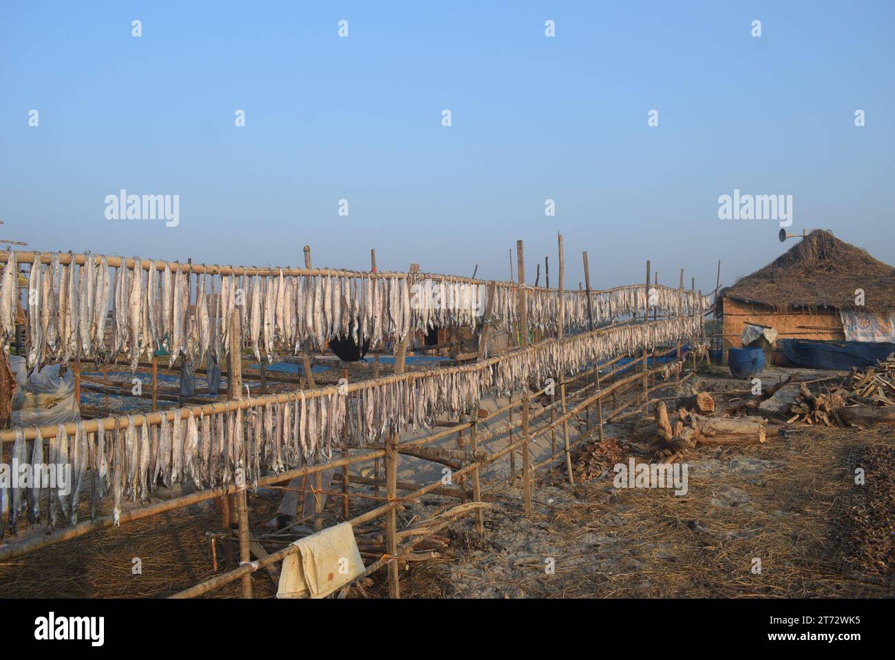 Dry Fish Processing , Dublar Char. Khulna, Bangladesh Stock Photo Alamy