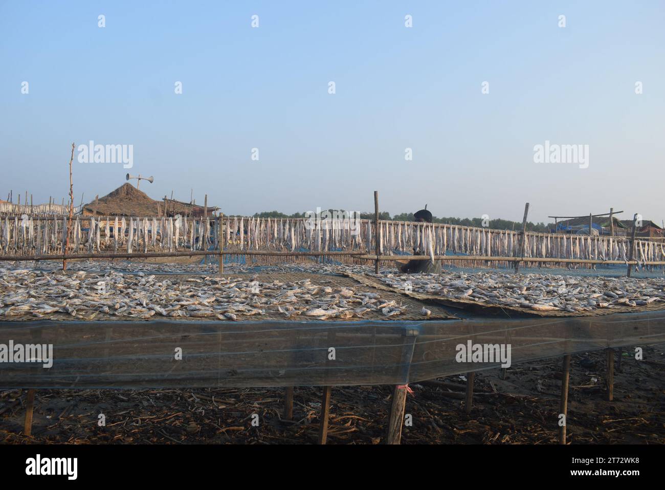 Dry Fish Processing , Dublar Char. Khulna, Bangladesh Stock Photo Alamy