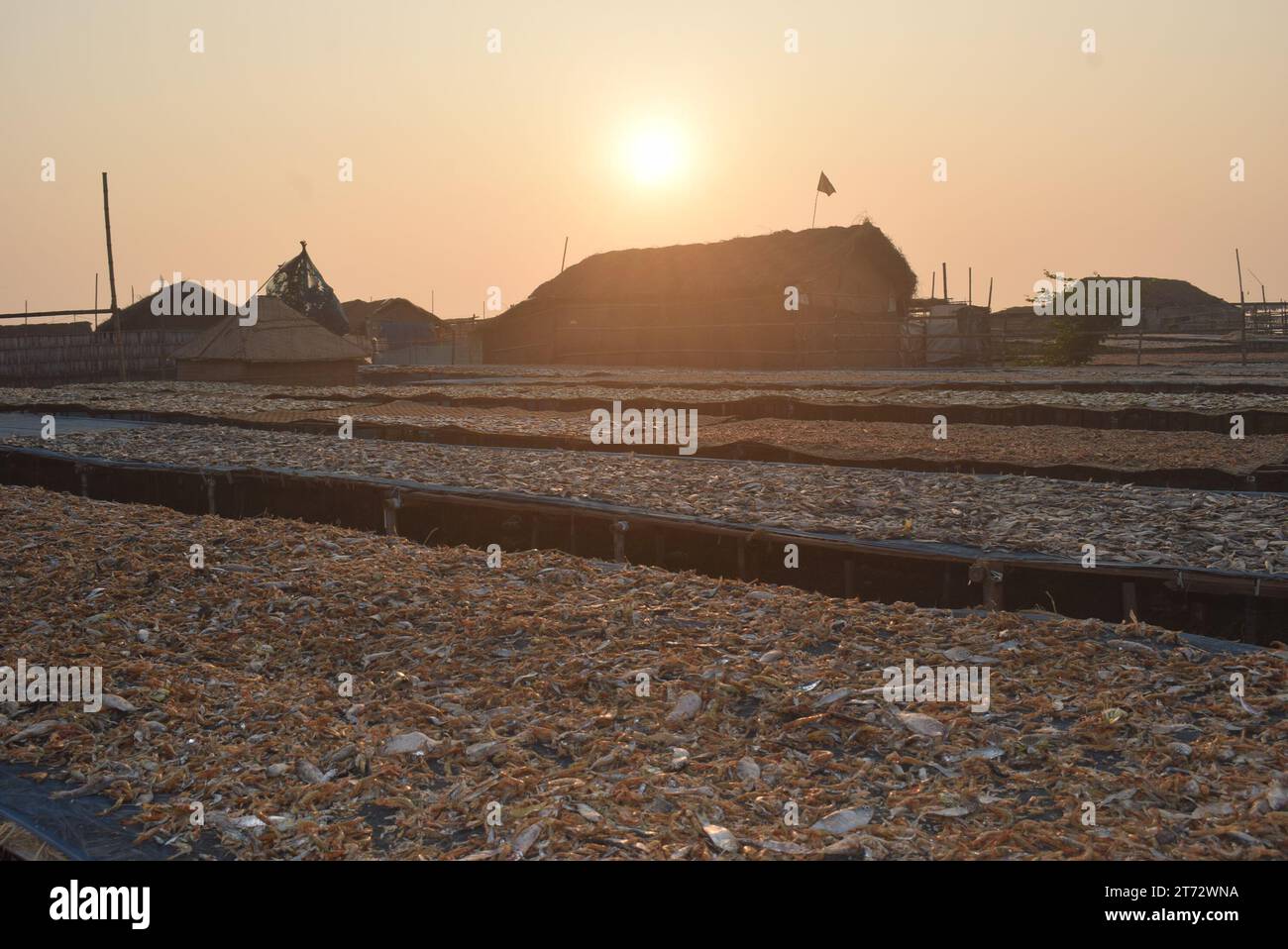 Dry Fish Processing , Dublar Char. Khulna, Bangladesh Stock Photo Alamy