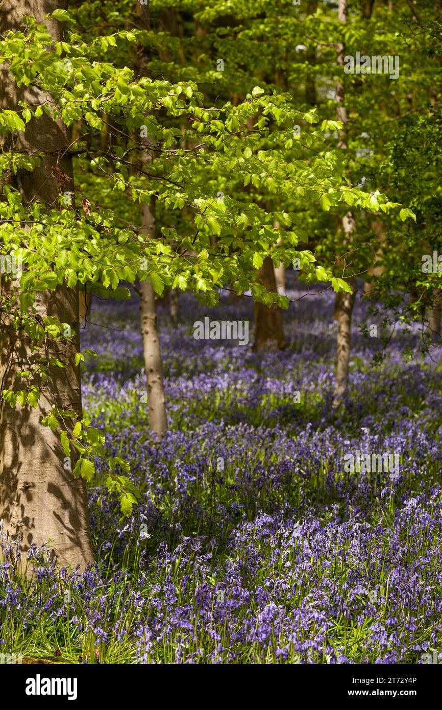 Bluebell wood and Beech trees in Spring Stock Photo