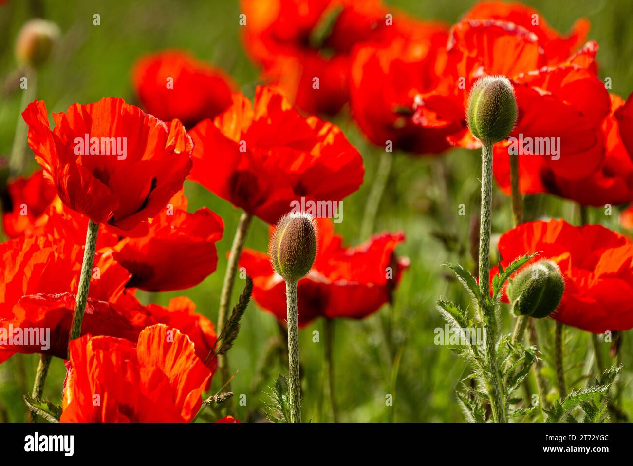 Display of giant poppies along the roadside by Banburgh castle, Northumberland. Stock Photo