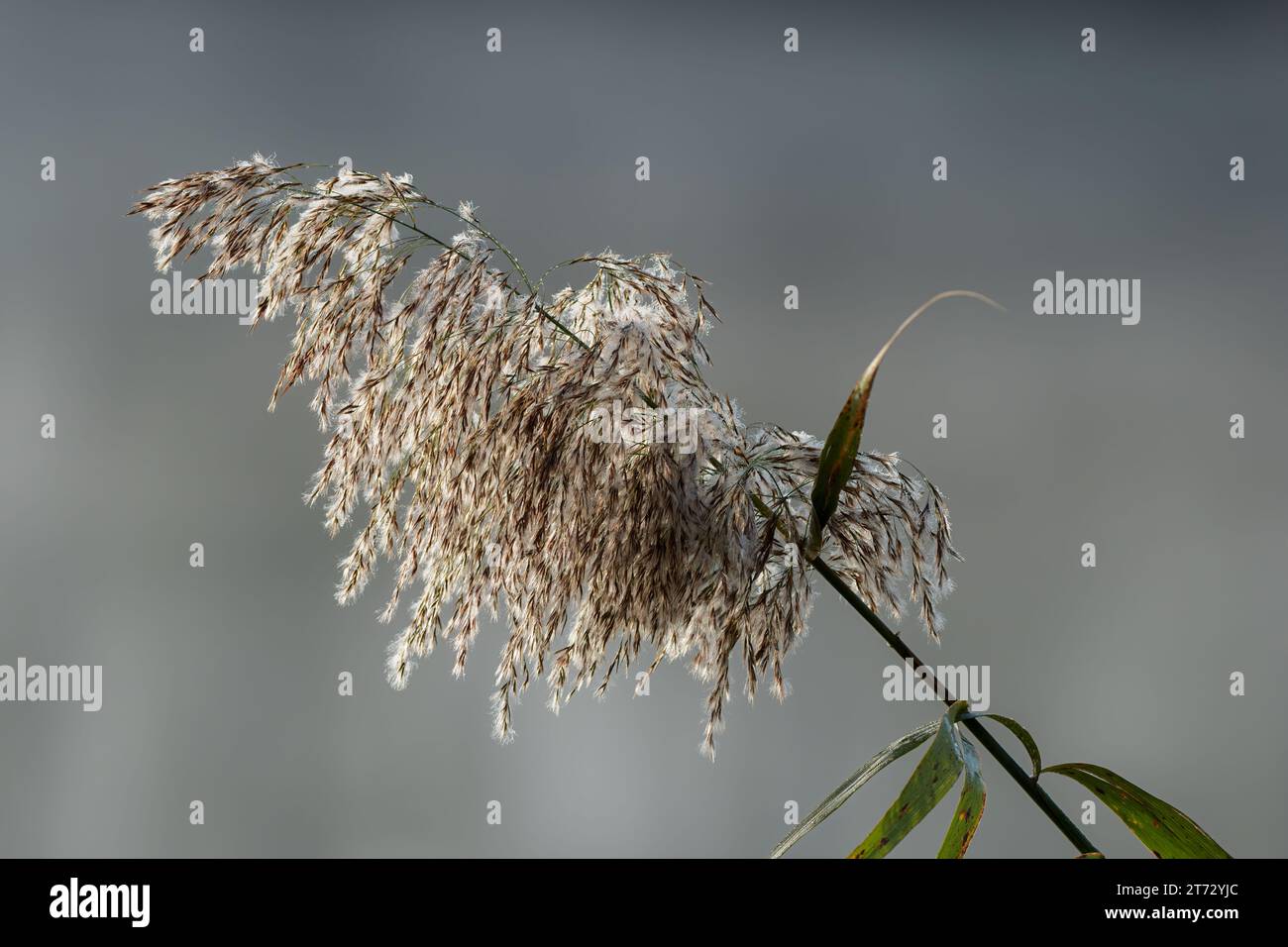 Tall water grass with leaves , closeup. Blurred background. isolated. Lake bank. Late autumn. Trencin, Slovakia Stock Photo