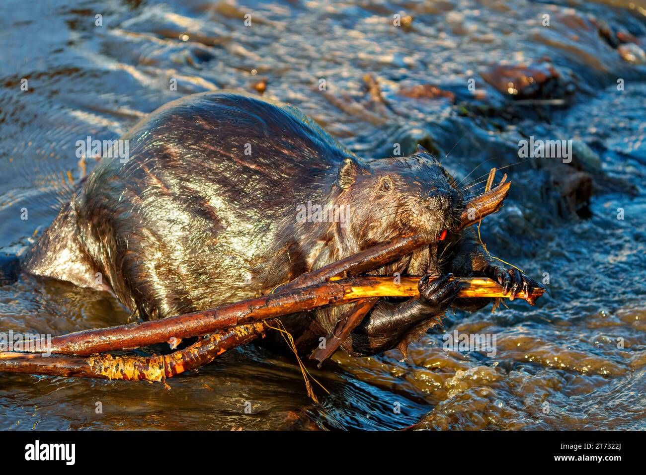 Beaver closeup view building a beaver dam in a water stream flow