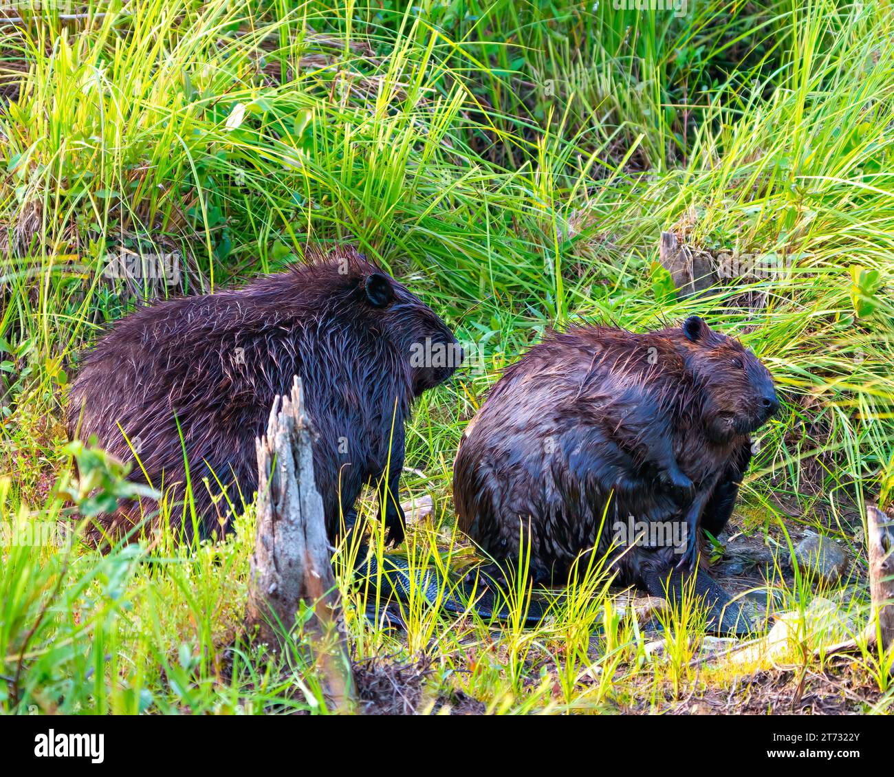 Beaver couple grooming each other while displaying their body, head, eye, nose, tail, paws and wet fur in their environment and habitat surrounding. Stock Photo