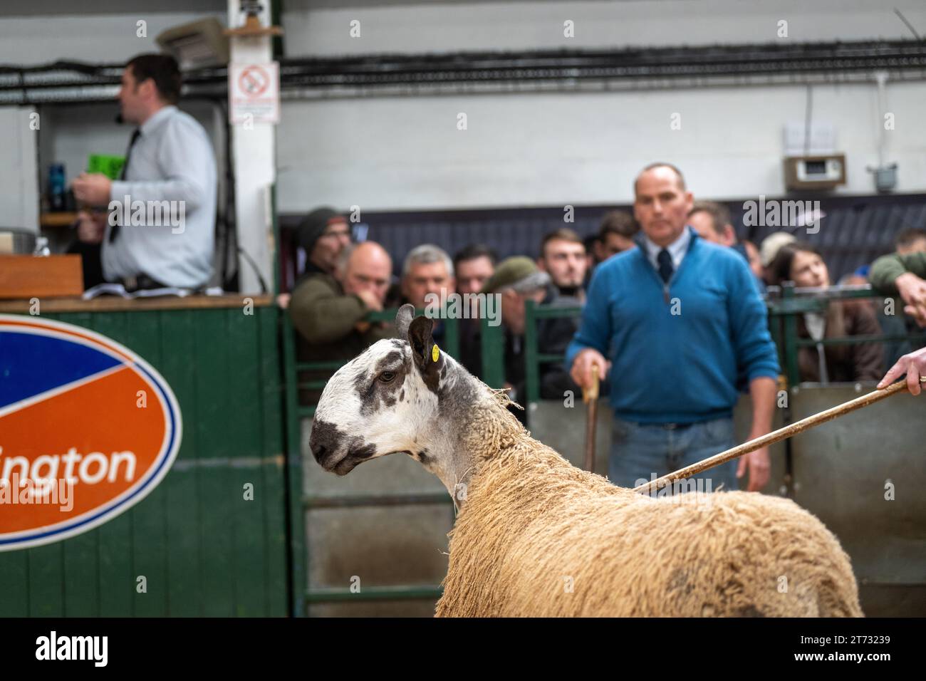 Farmers selling rams and the Blue Faced Leicester sale at Hawes Auction mart in North Yorkshire, UK. Stock Photo