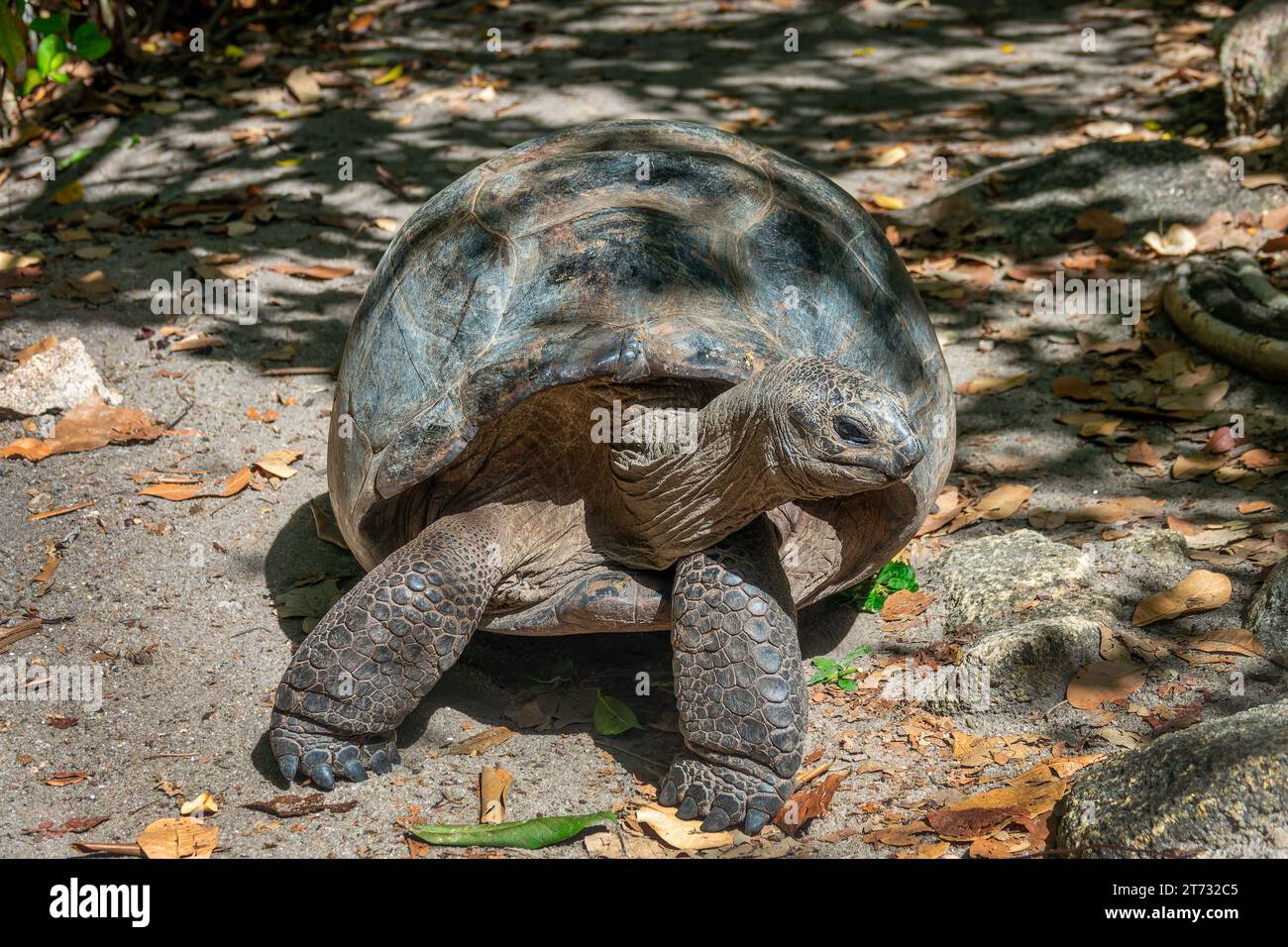 Giant tortoise in the forest at Curieuse island, Seychelles Stock Photo