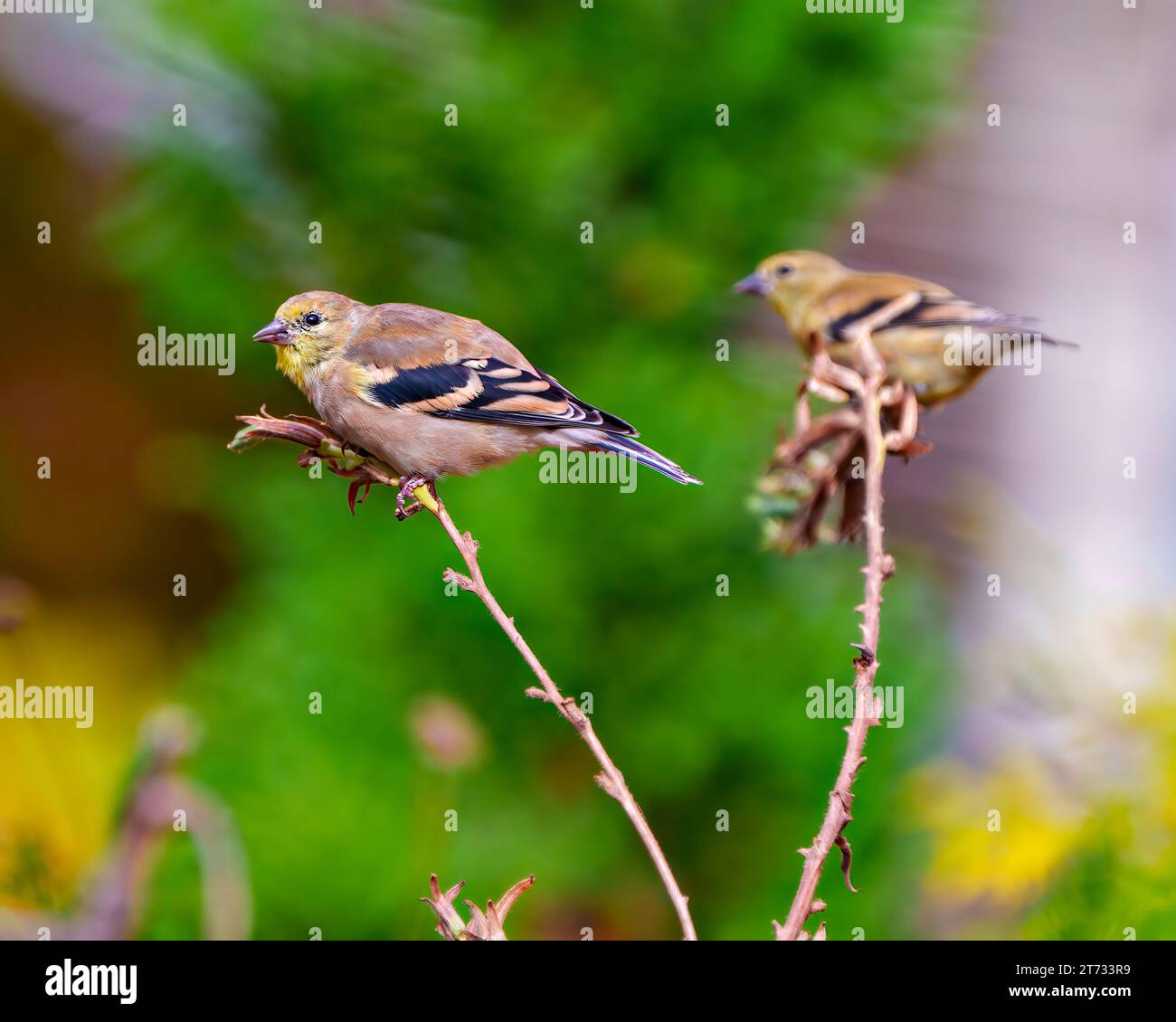 Finch birds close-up side view perched on a branch with colourful background in their environment and habitat surrounding. Two birds. Couple. Stock Photo