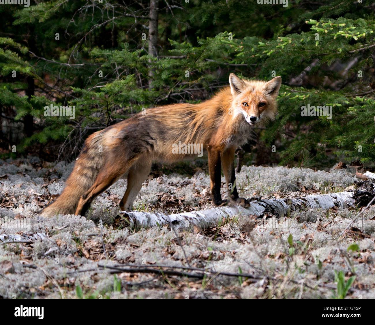 Red Fox close-up profile view side view in the springtime with blur