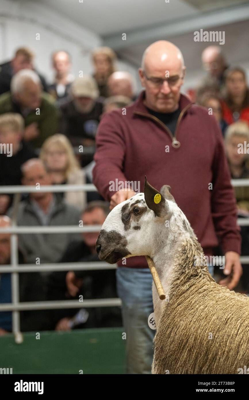 Farmers selling rams and the Blue Faced Leicester sale at Hawes Auction mart in North Yorkshire, UK. Stock Photo