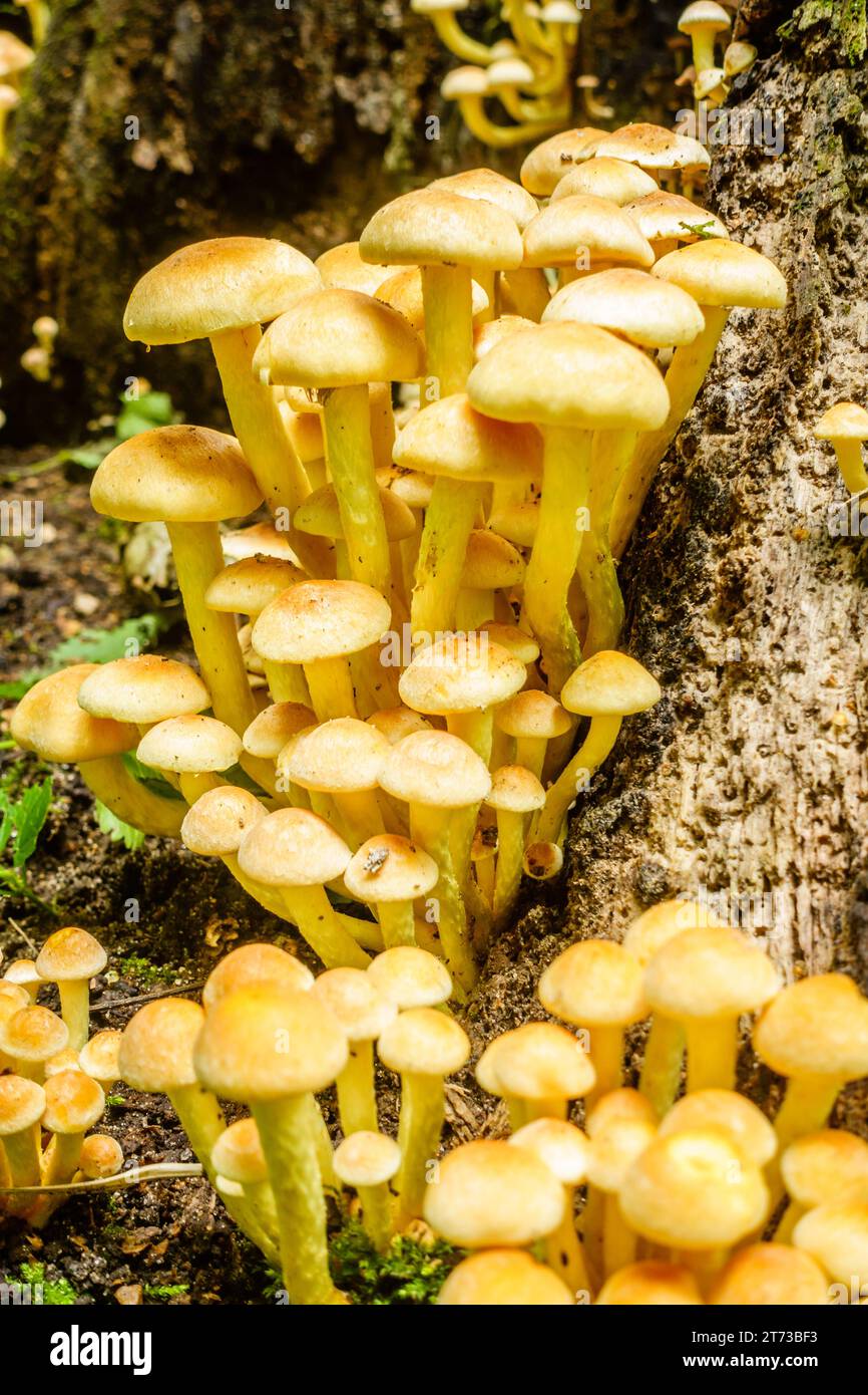A close-up view of a cluster of mushrooms a the base of a tree trunk Stock Photo