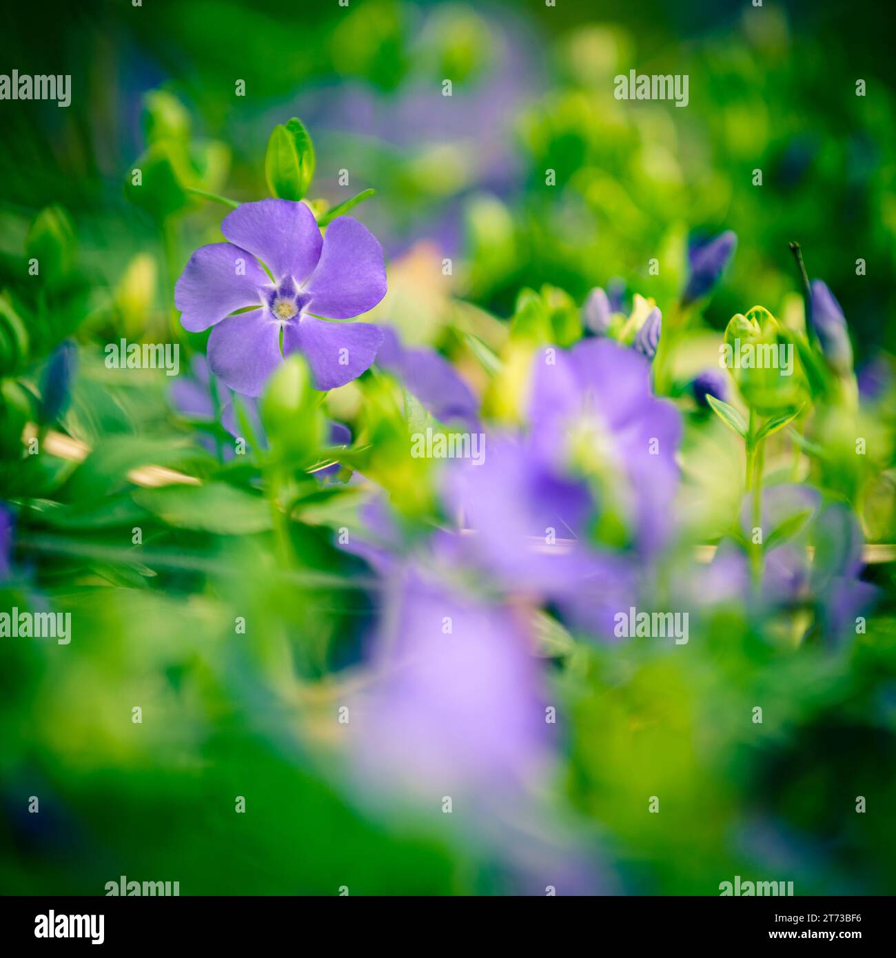 Close-up image of blooming Creeping Myrtle or Periwinkle Stock Photo