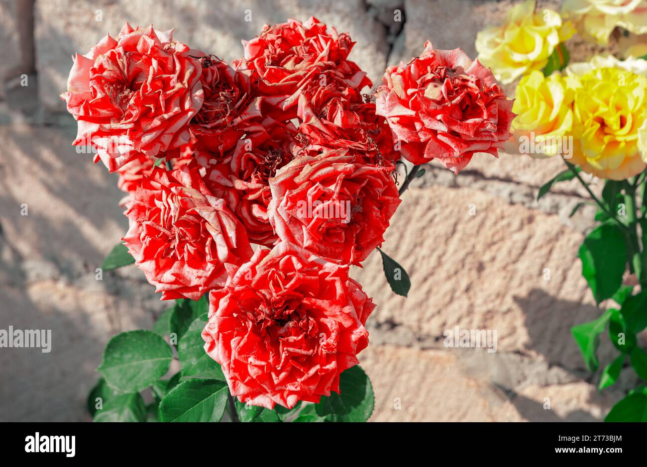Cluster of red roses graces the garden with vibrant fading petals Stock Photo