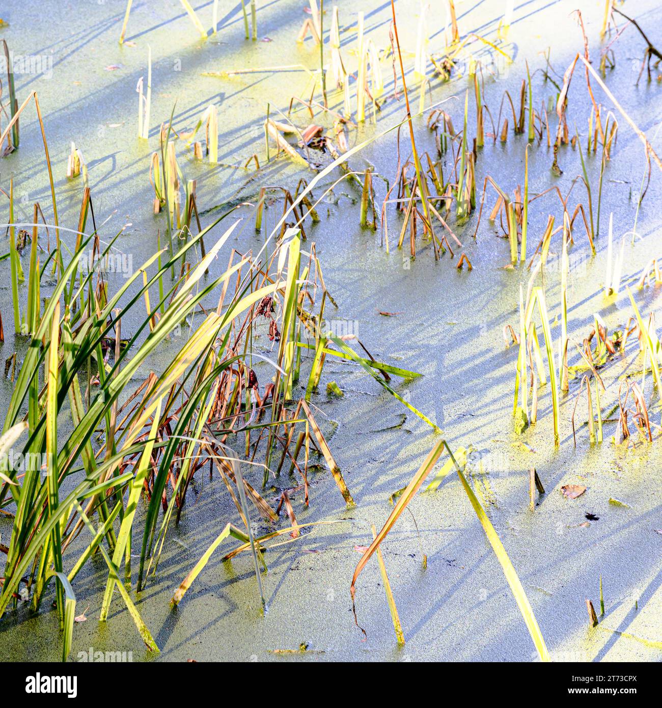 Sunlight dancing on the reed beds in a wildlife reserve, Kent. Stock Photo