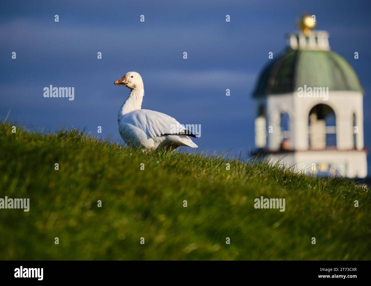 A Snow Goose, Anser caerulescens, grazing in front of the Halifax Clock Town on Citadel Hill on a frosty autumn morning. The bird listed as a rarity for the province of Nova Scotia Stock Photo