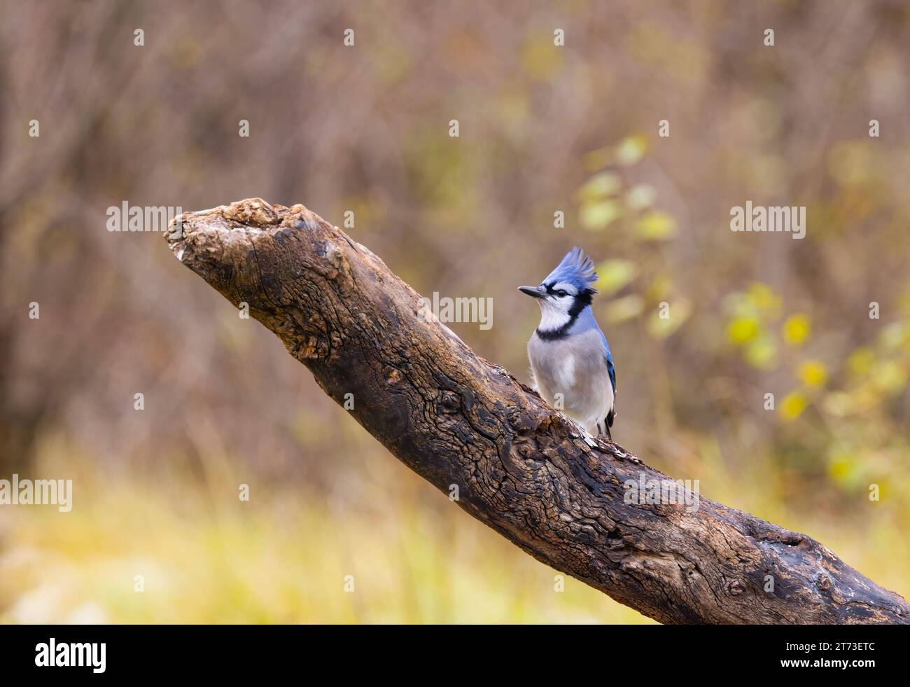 Blue Jay (Cyanocitta cristata) perched on a branch on a beautiful autumn day in Canada Stock Photo