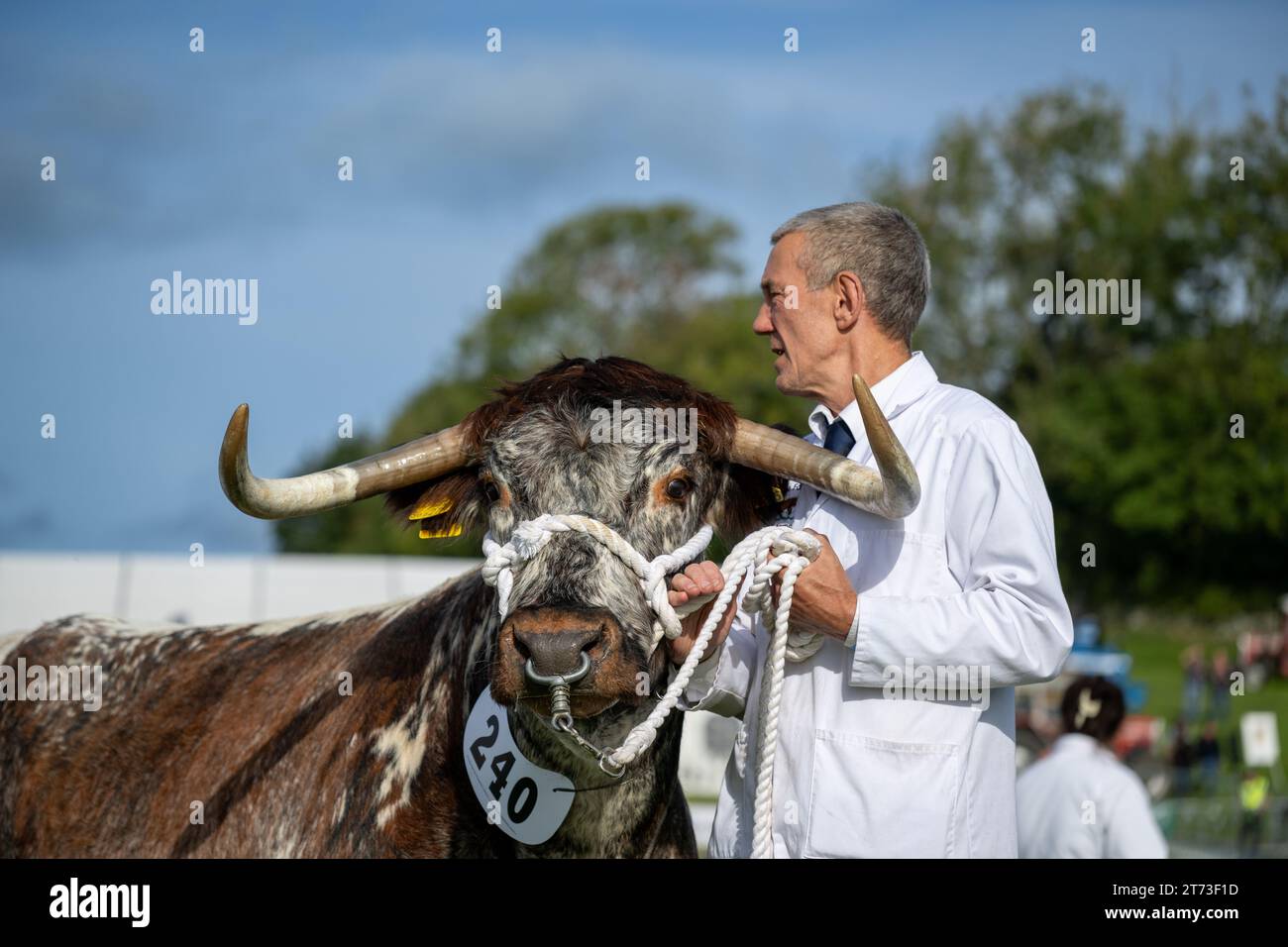 Cows at agricultural show hi-res stock photography and images - Page 14 -  Alamy