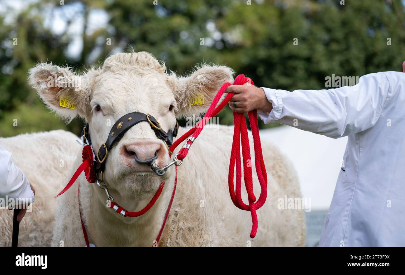 Showing cattle at the Westmorland Show, Cumbria in September 2023. Stock Photo