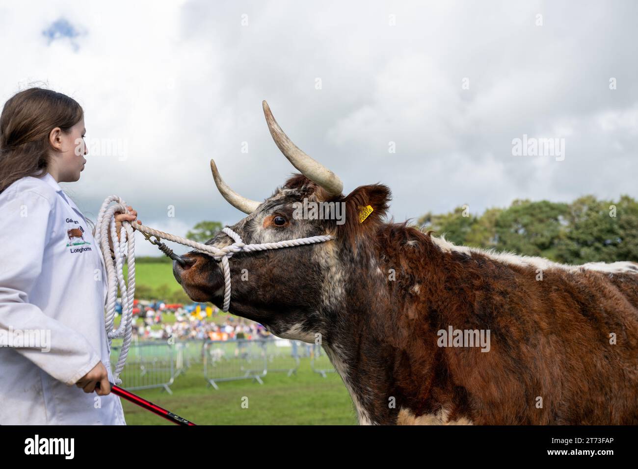 Showing cattle at the Westmorland Show, Cumbria in September 2023. Stock Photo