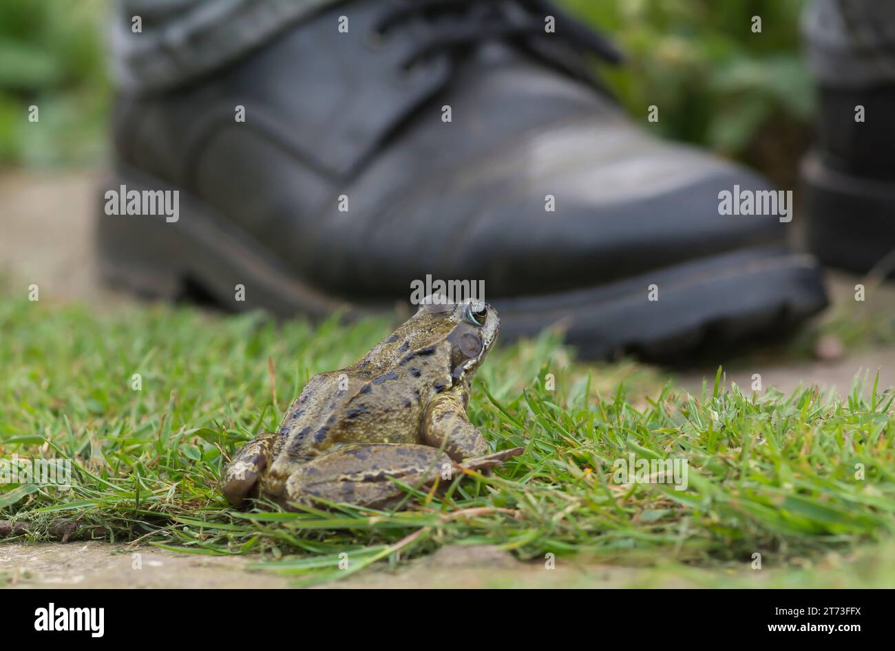 Common Frog crossing a garden path next to mans feet, May Stock Photo