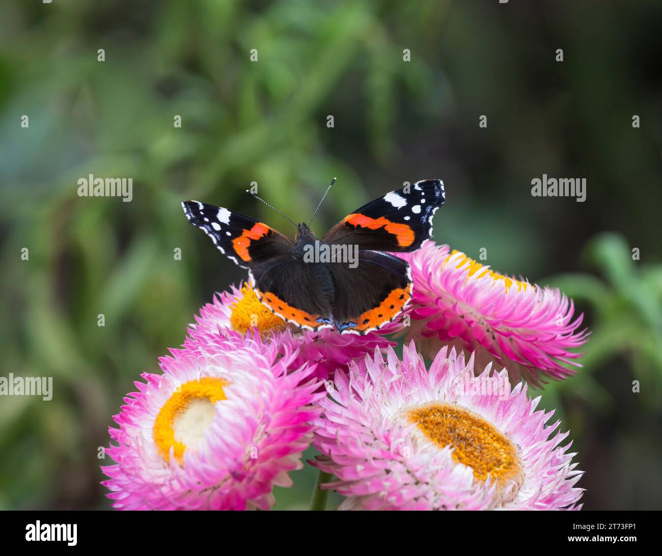Red Admiral Vanessa atalanta feeding on pink flowers in a garden Stock Photo