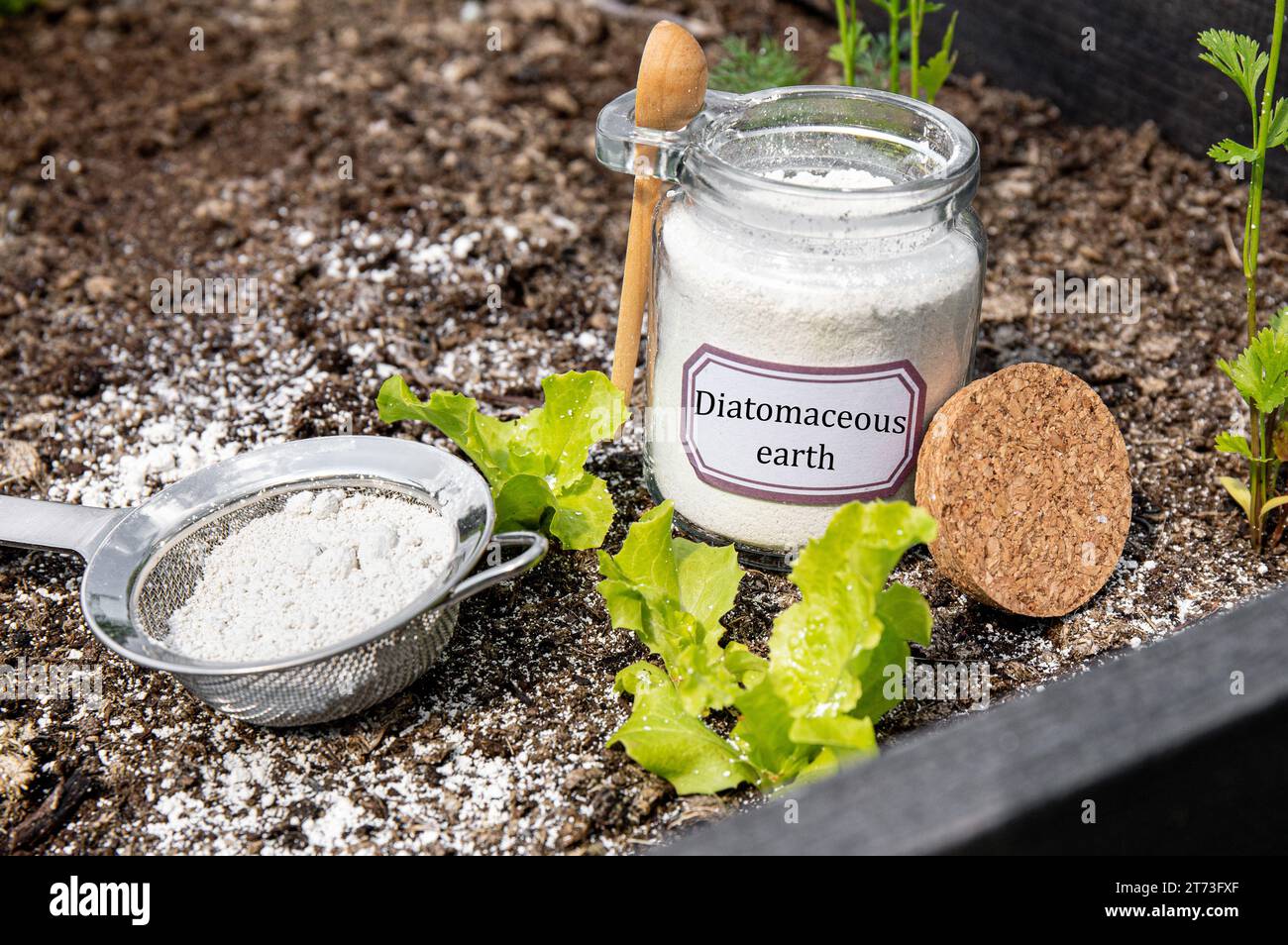 Diatomaceous earth( Kieselgur) powder in jar for nontoxic organic