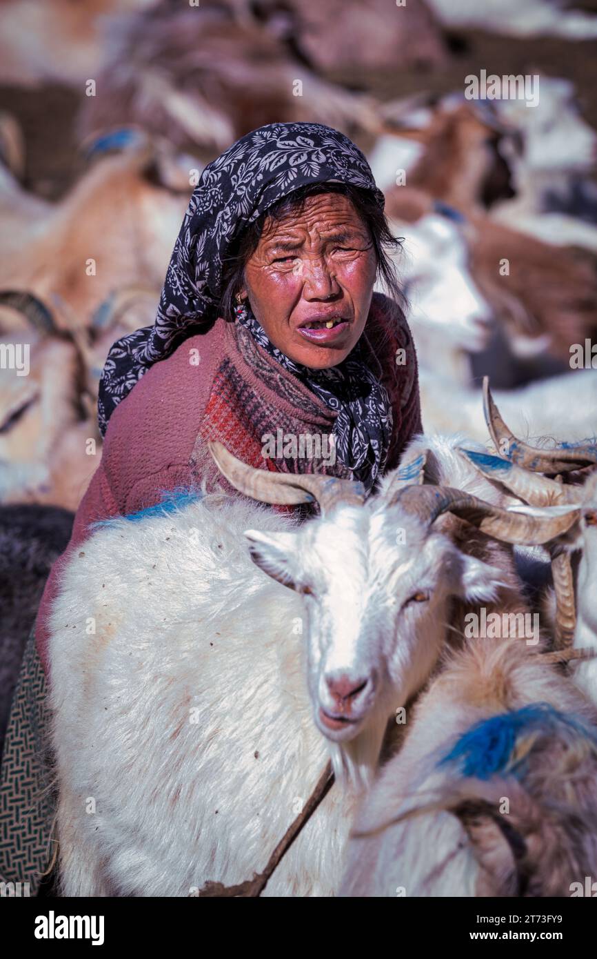 gabapentin goats