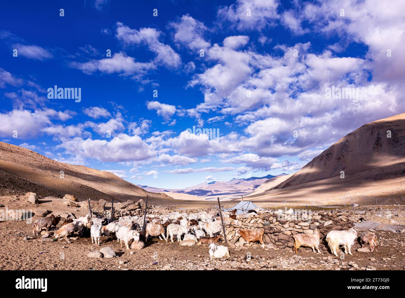 Changthangi Or Ladakh Pashmina Goats, Ladakh, India Stock Photo - Alamy